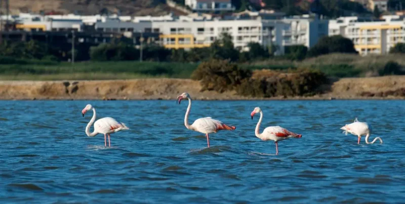 Real Estate Agency Sardinia