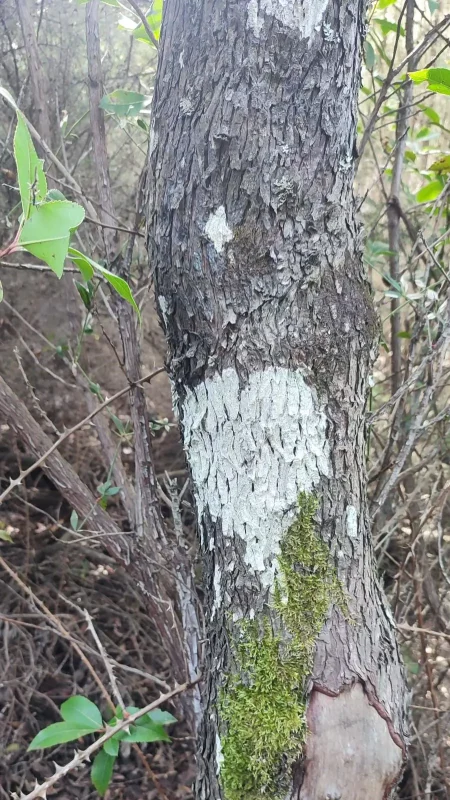 Real Estate Agency Sardinia