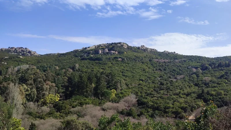 Real Estate Agency Sardinia