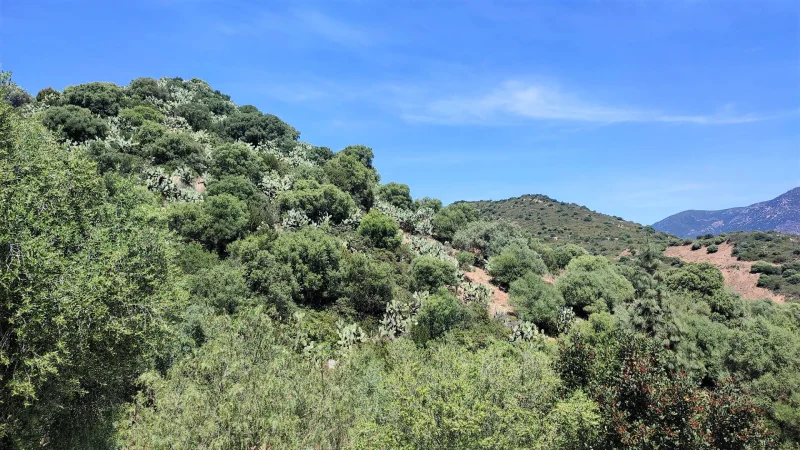 Real Estate Agency Sardinia