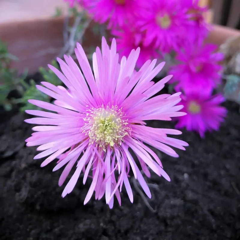 Real Estate Agency Sardinia