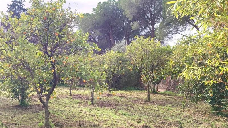 Real Estate Agency Sardinia