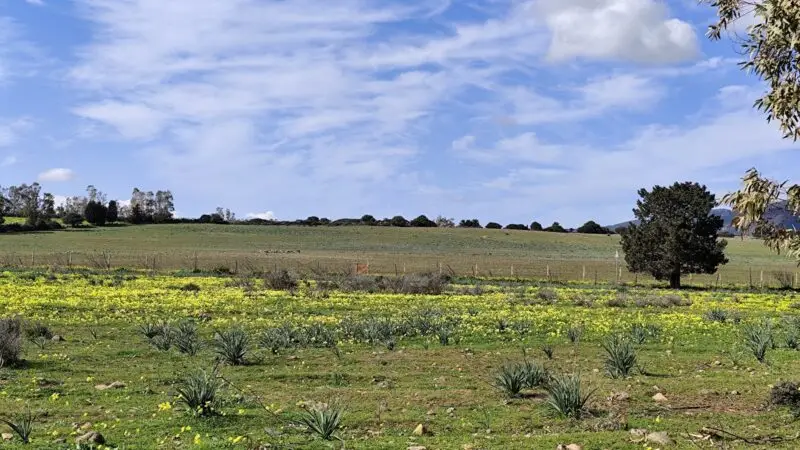 Real Estate Agency Sardinia