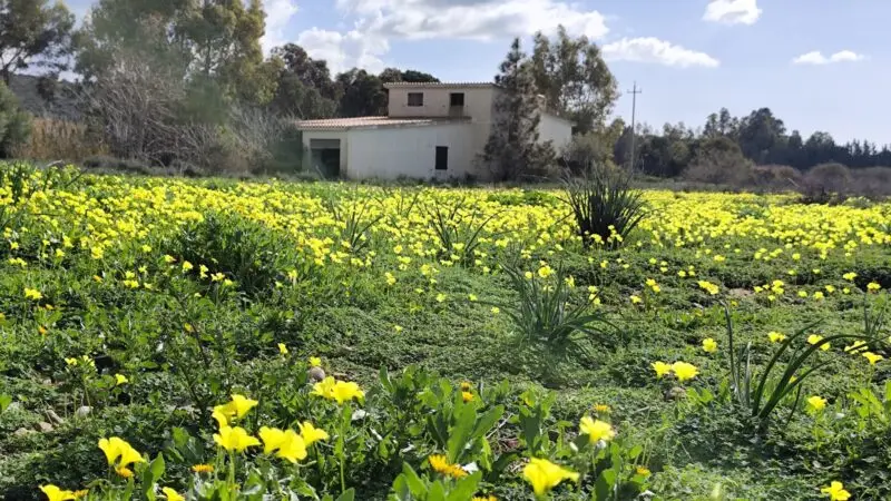 Real Estate Agency Sardinia