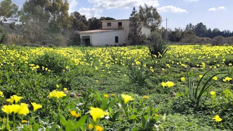 Real Estate Agency Sardinia