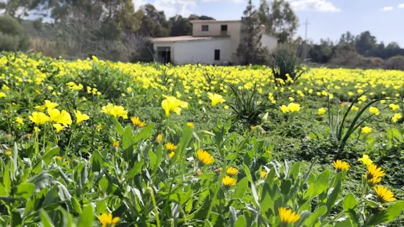 Real Estate Agency Sardinia