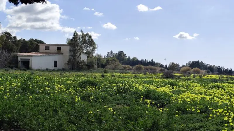 Real Estate Agency Sardinia