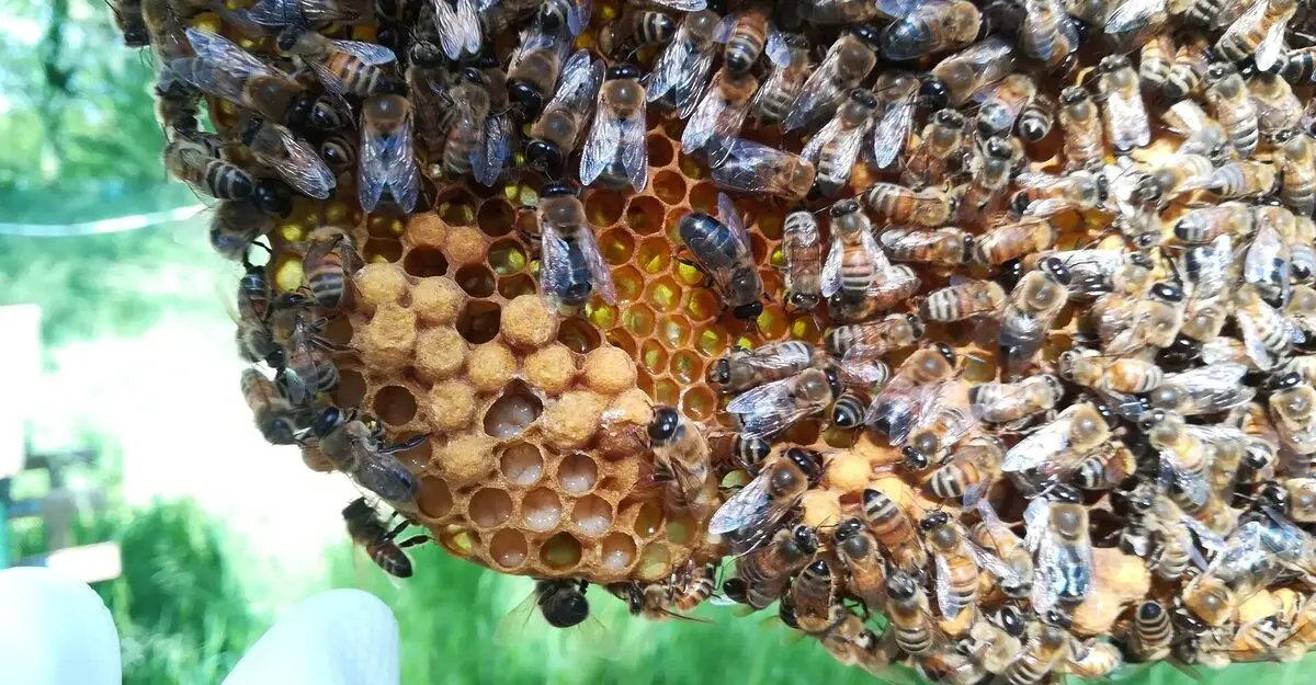 Beekeeping and Honey