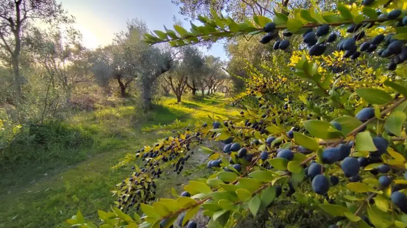 Real Estate Agency Sardinia