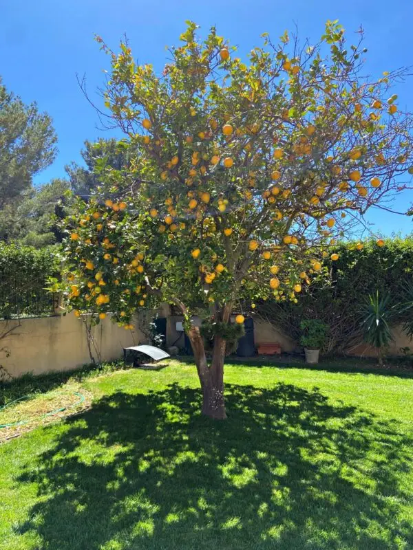 Real Estate Agency Sardinia